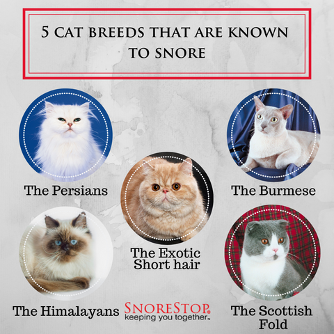 cat breeds that snores