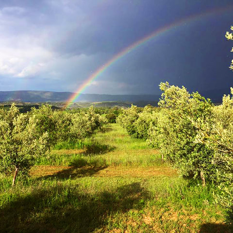 Carnísima AOVE Eco Olivar Somontano