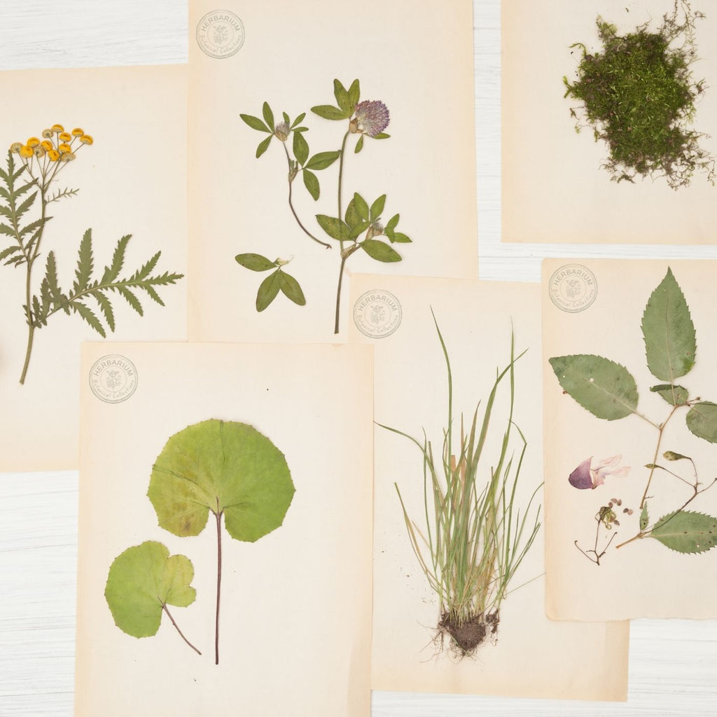 Make Your Own Herbarium Identification Book