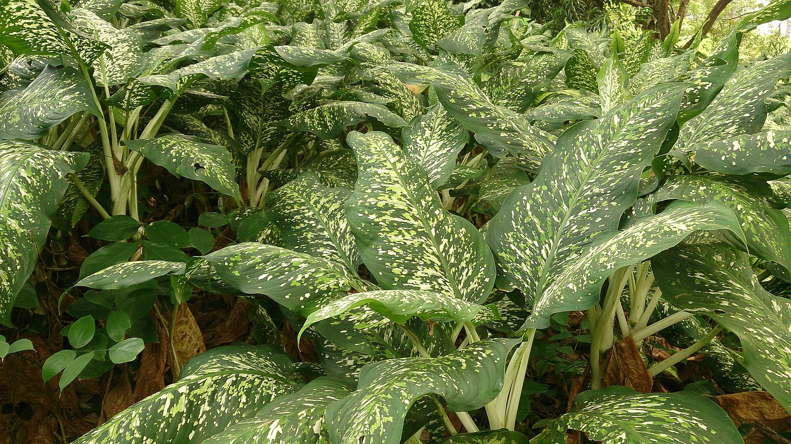 Dumb Cane Plant