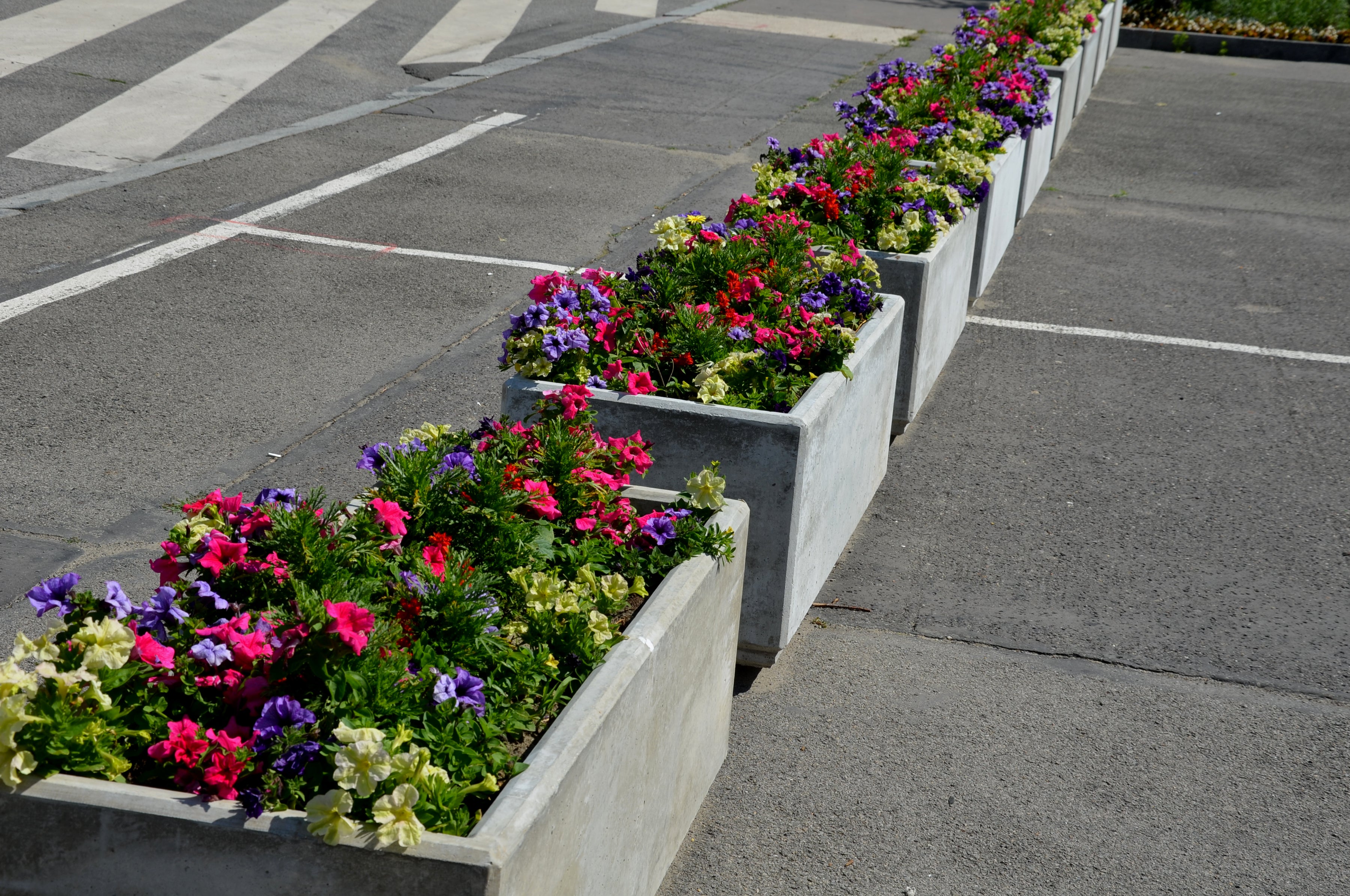 Concrete Rectangle Planters with Petunias