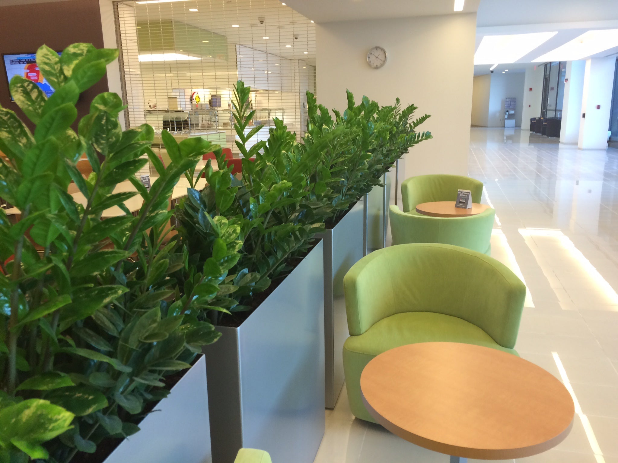 ZZ plant in Modern Elite indoor planters at National Cancer Institute