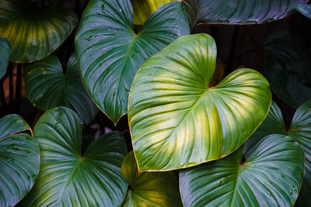 Heart Leaf Philodendron