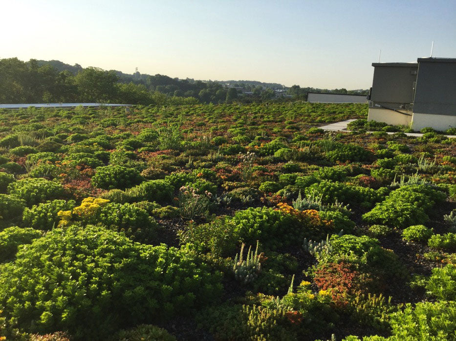 Rooftop Plantings by Furbish at National Cancer Institute in Rockville MD