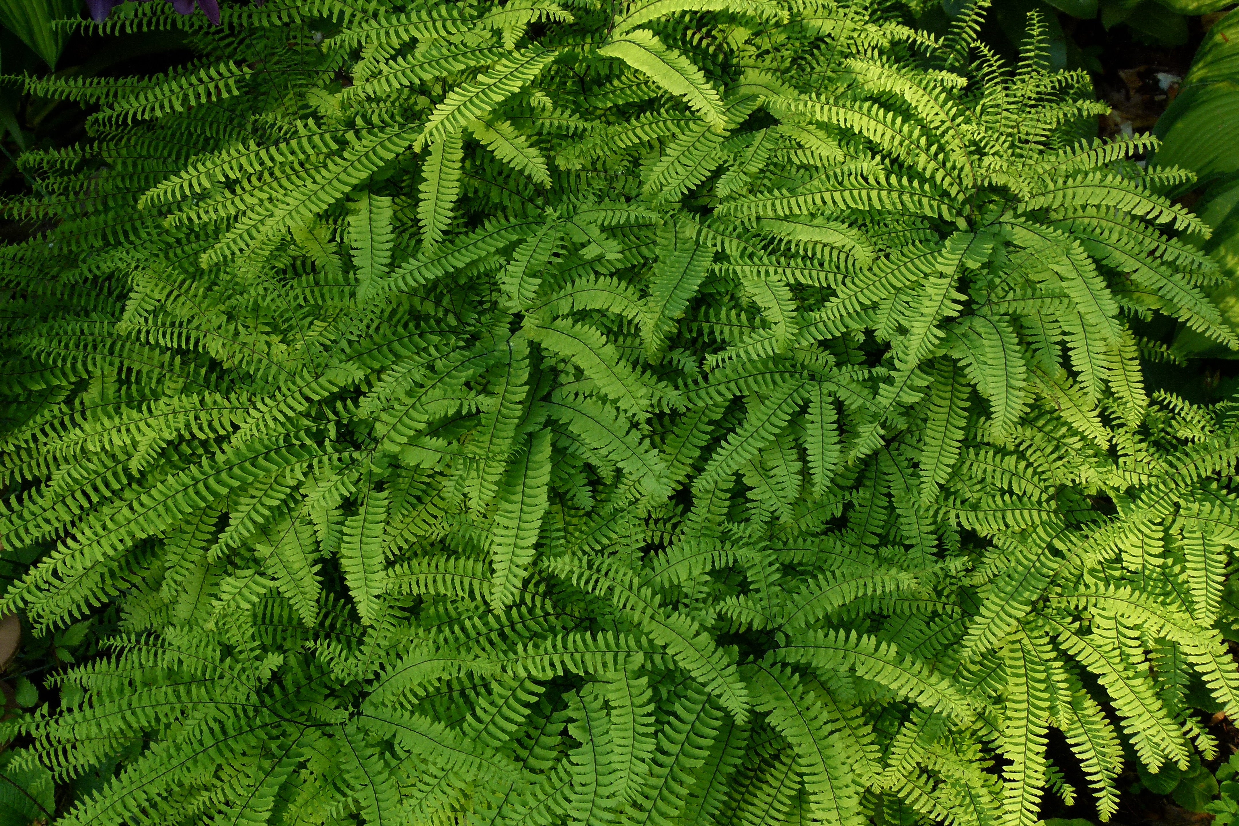 Northern Maidenhair Fern 