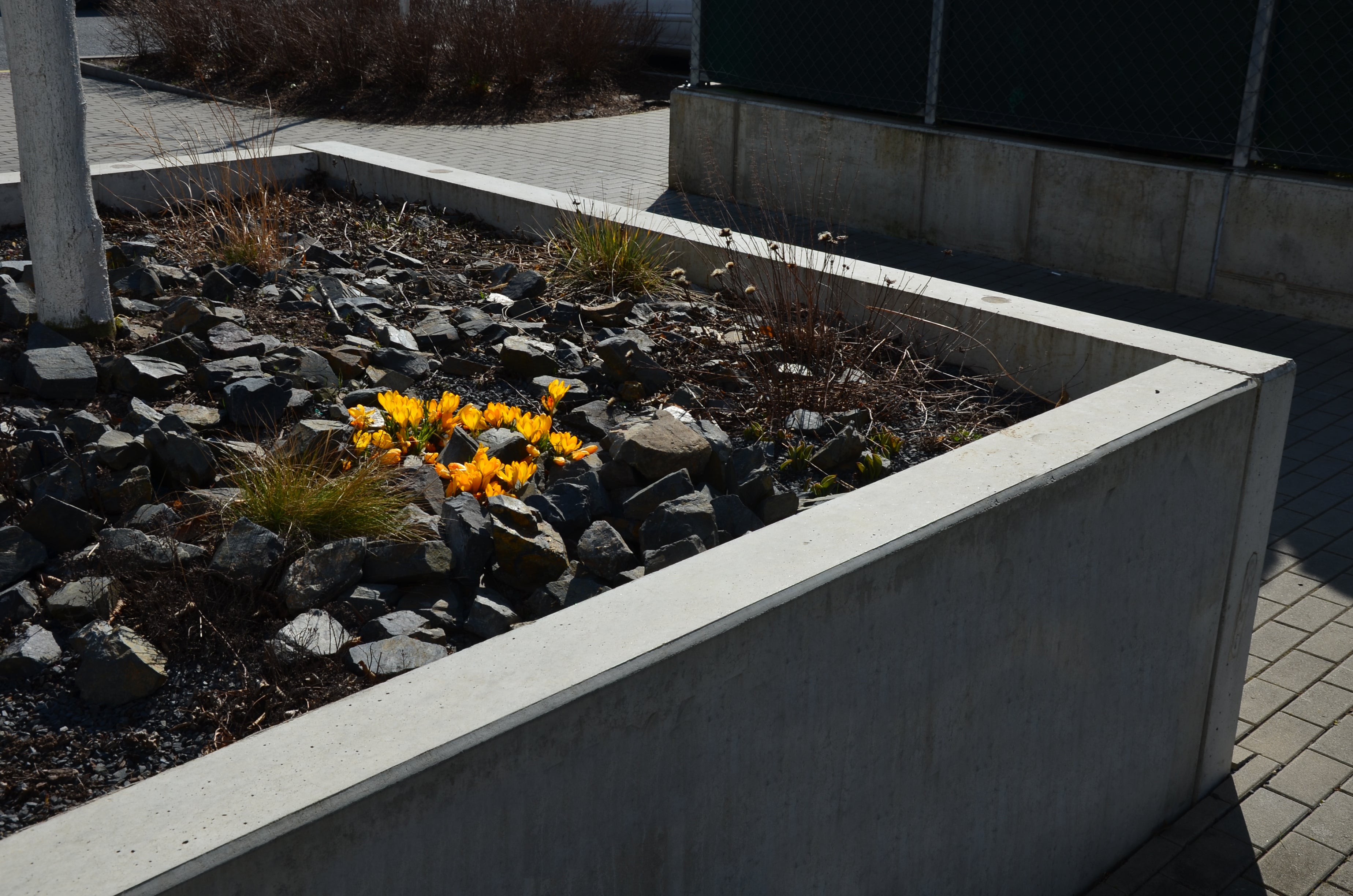 Concrete Square Planter with Tree