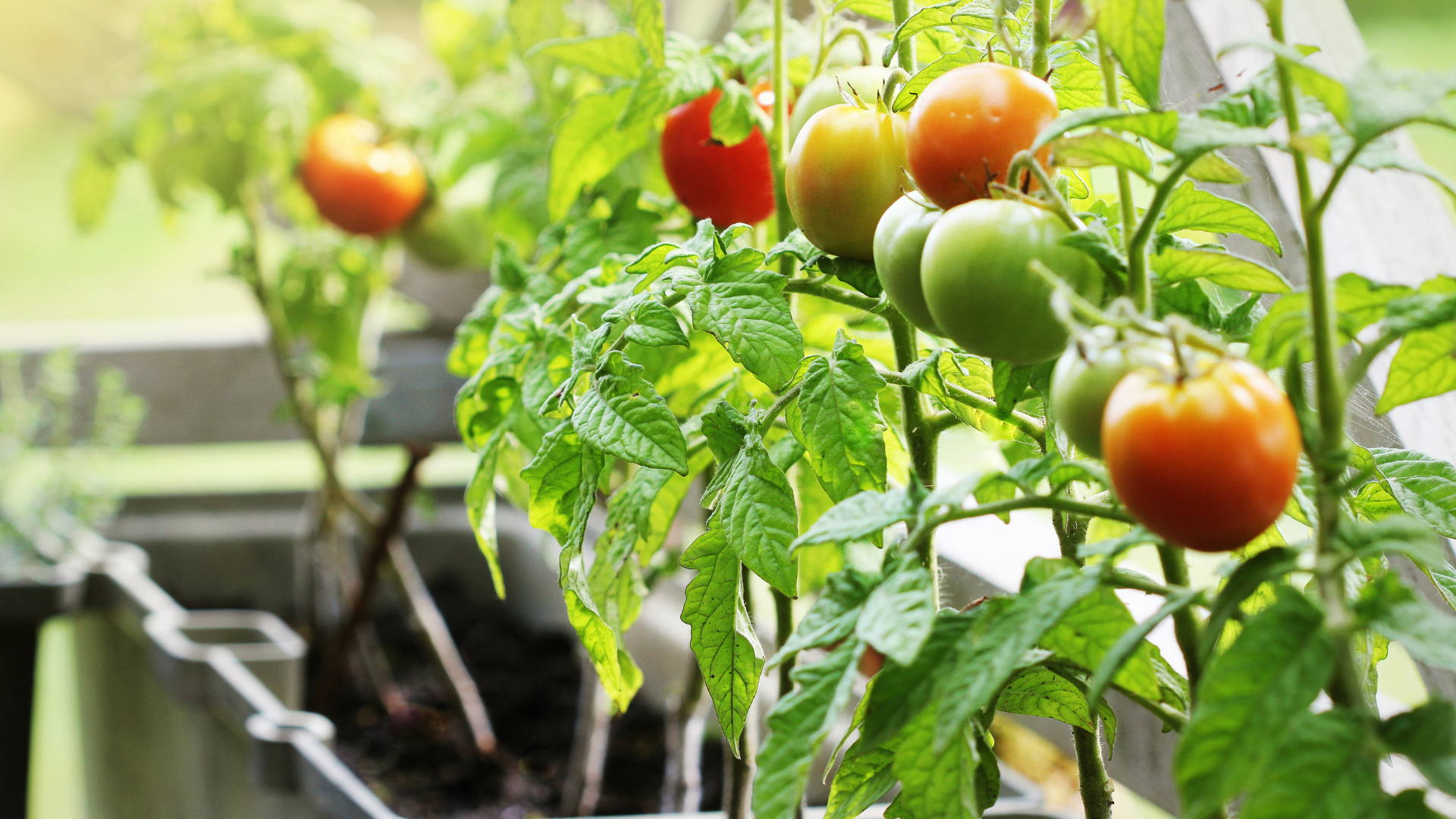  make a garden to fight the food shortage in 2023
