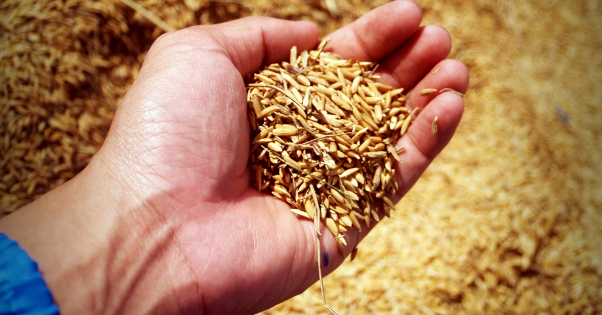 harvesting seed for storage