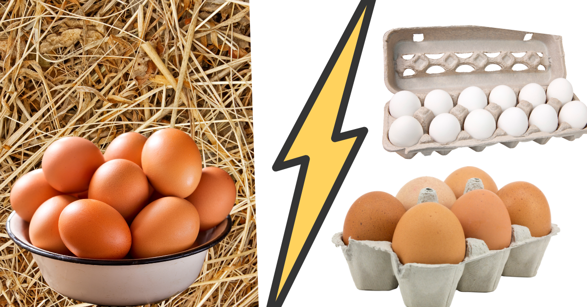 Fresh Eggs vs Store-Bought Eggs