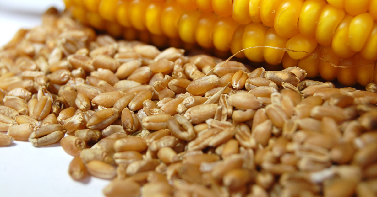 corn and wheat us food shortage
