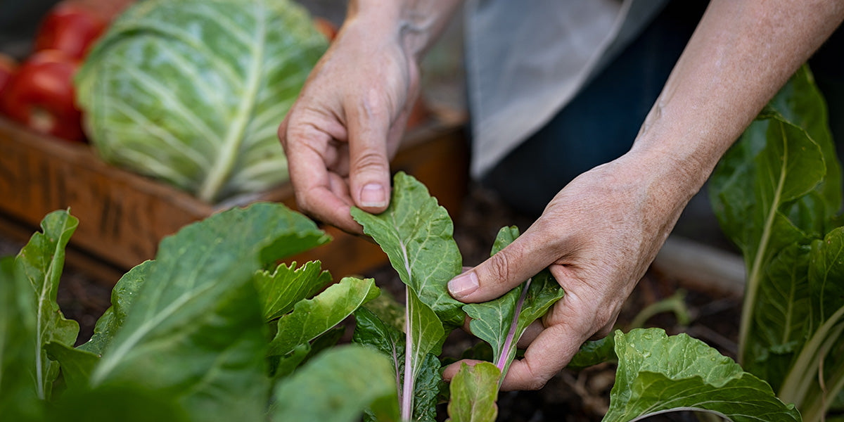 cabbage grown off the grid