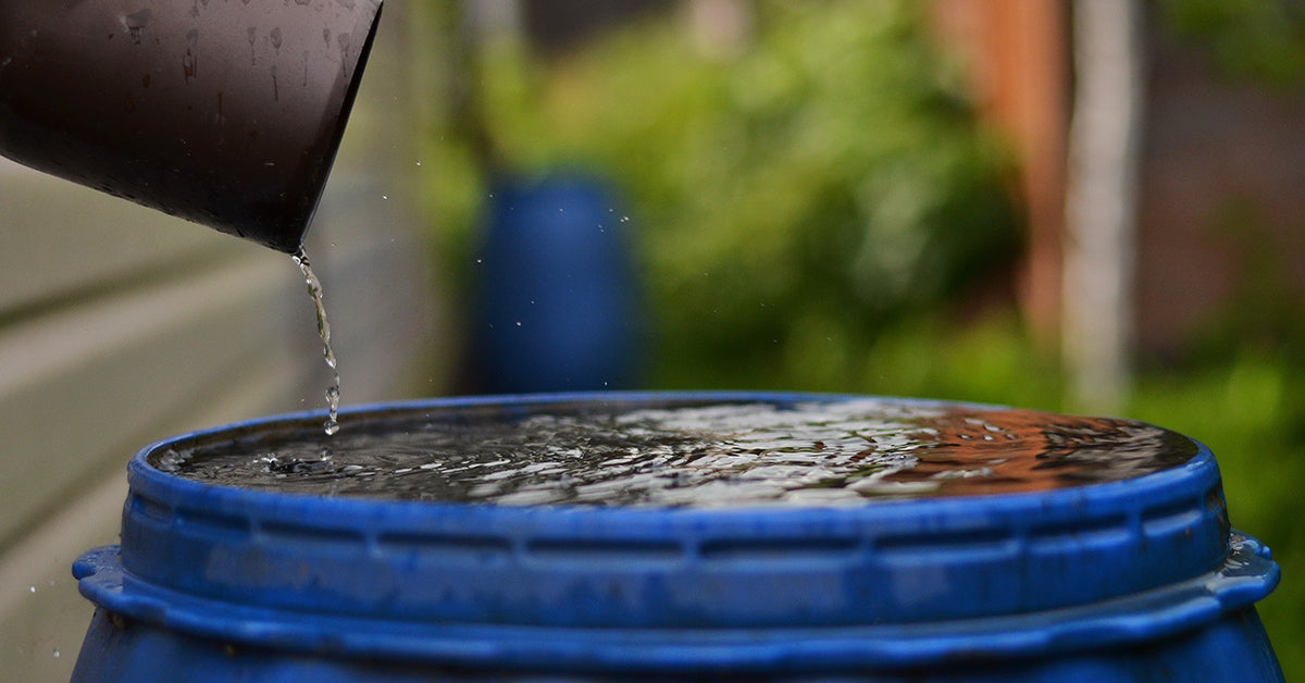 rain water collecting in a rain barrel