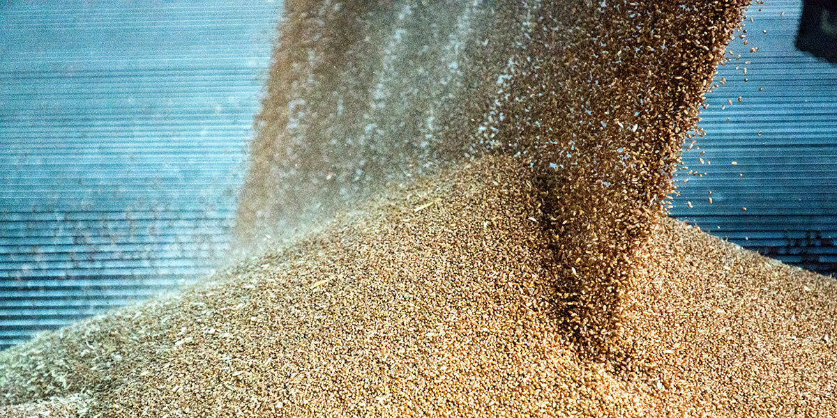 grains being poured