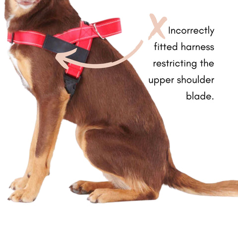 badly fitted dog harness