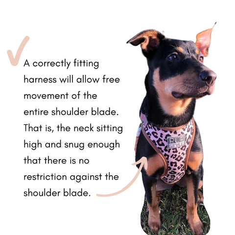 correctly fitting dog harness