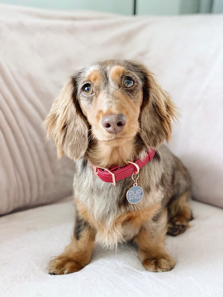 Houndbury Plaid Tartan Dog Collar | Pupstyle Store