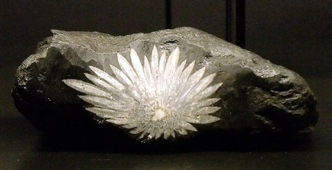 Chrysanthemum Stone with intricate flower-like patterns Photo By Mike Beauregard from Canada - Chrysanthemum Stone, CC BY 2.0, https://commons.wikimedia.org/w/index.php?curid=84652507