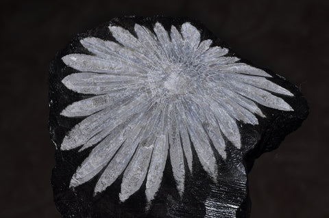 Calcite crystals in a chrysanthemum stone By Parent Géry - Own work, Public Domain, https://commons.wikimedia.org/w/index.php?curid=7645030