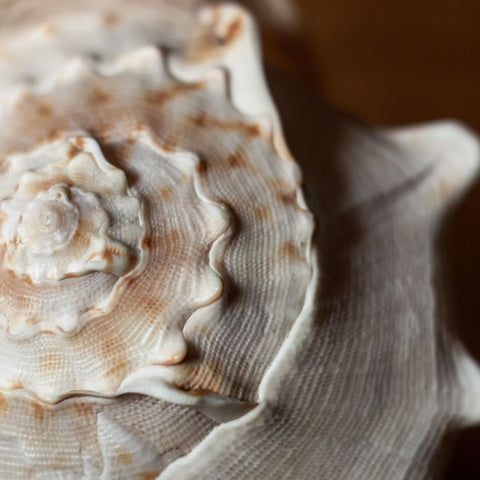 Types of Shells Used in Jewelry: A Comprehensive Guide — Fierce Lynx Designs