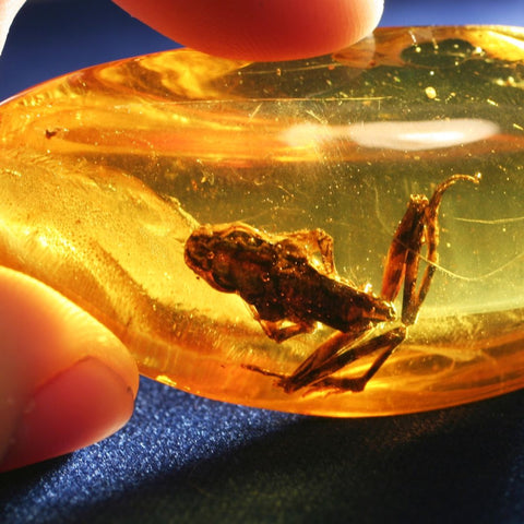 Amber organic gemstone with frog inclusion