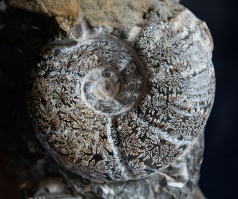 Ammonite