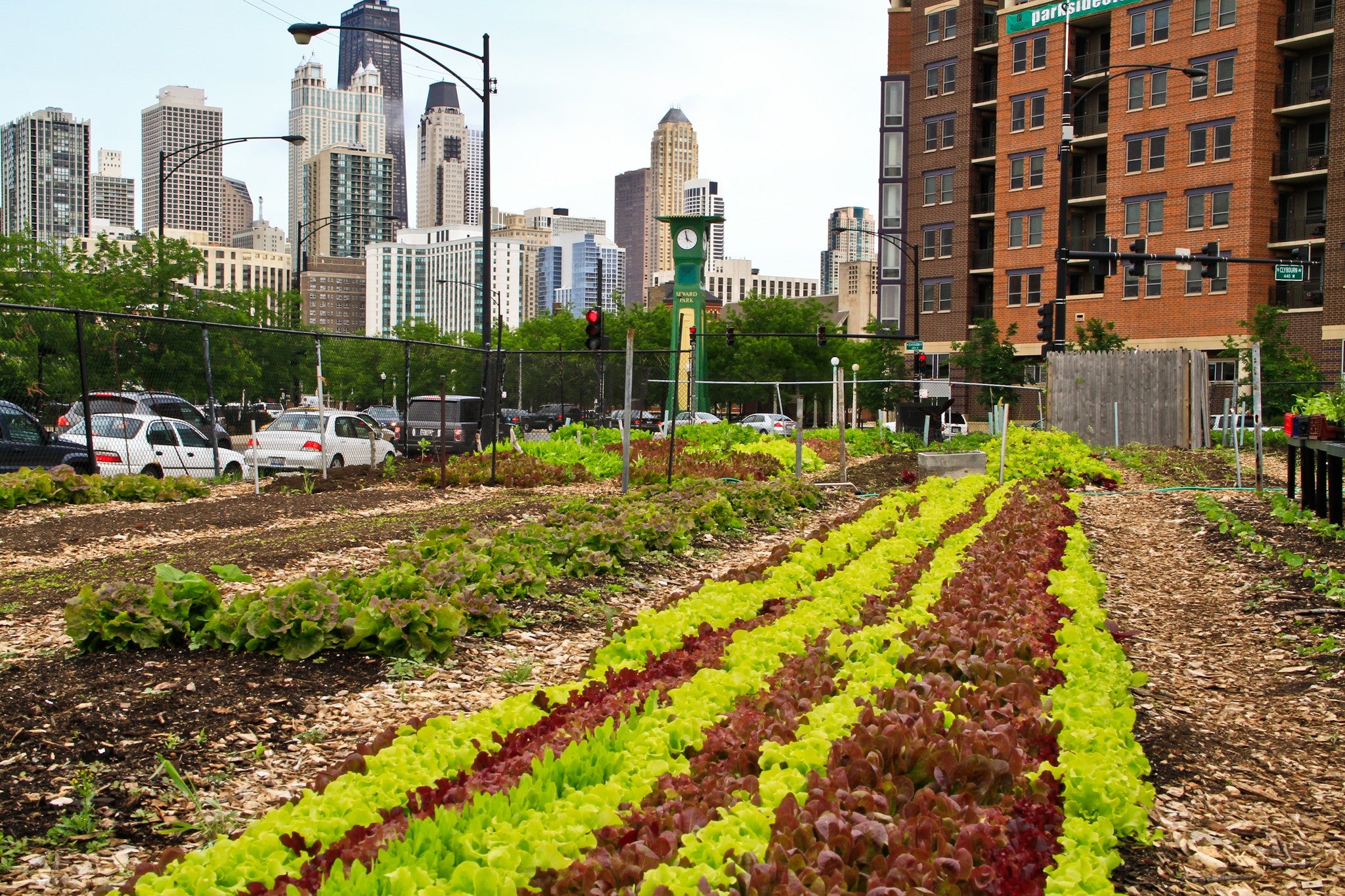 Growing Cities urban farming Collective Eye Films