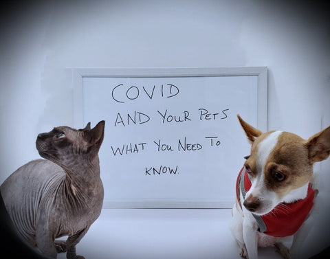 ¡El COVID-19 y tus Mascotas!