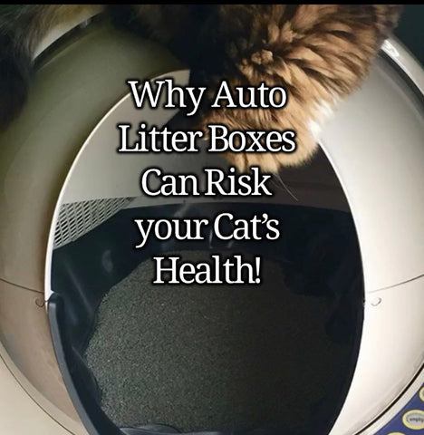 les bacs à litière automatiques sont mauvais pour les chats