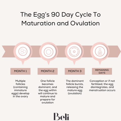 The 90 day cycle of maturation to ovulation for eggs