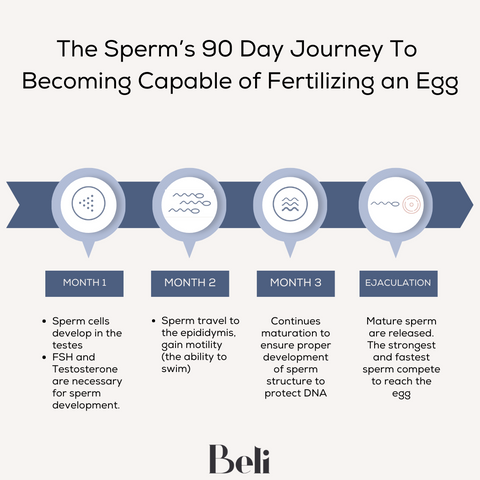 The sperms 90 days cycle to be capable of fertilizing an egg