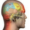 brain, medical illustration