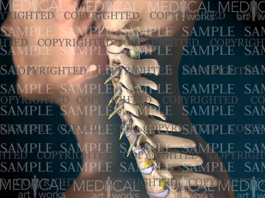 Male lumbar spine normal anatomy – Medical Art Works