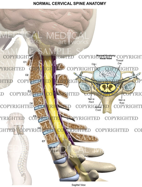 Normal Anatomy Of Cervical Spine — Medical Art Works