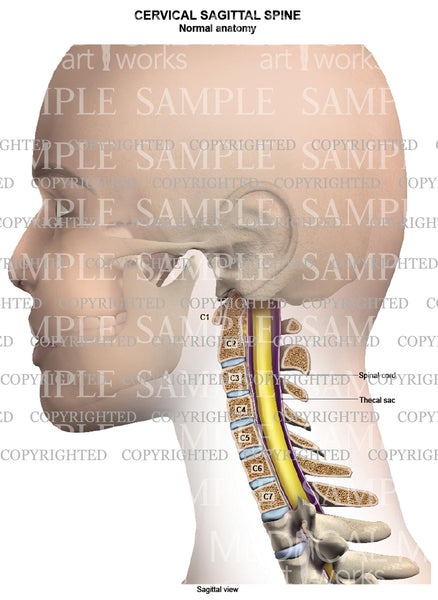 Cervical spine normal anatomy - sagittal view - female — Medical Art Works