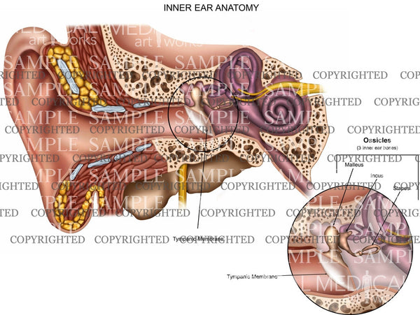 Inner Ear Anatomy — Medical Art Works