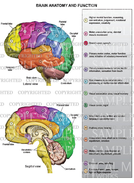 Brain anatomy and function - lateral and sagittal view — Medical Art Works