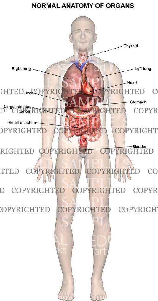 Anatomy of the chest cavity