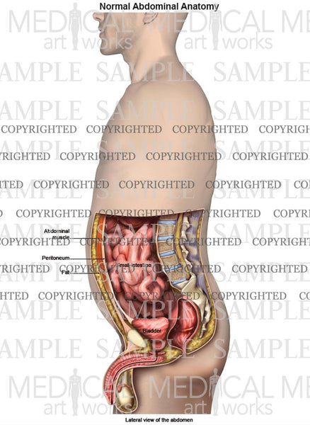 Lateral abdominal anatomy of male — Medical Art Works