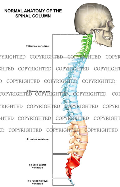Normal Spinal Column Anatomy — Medical Art Works