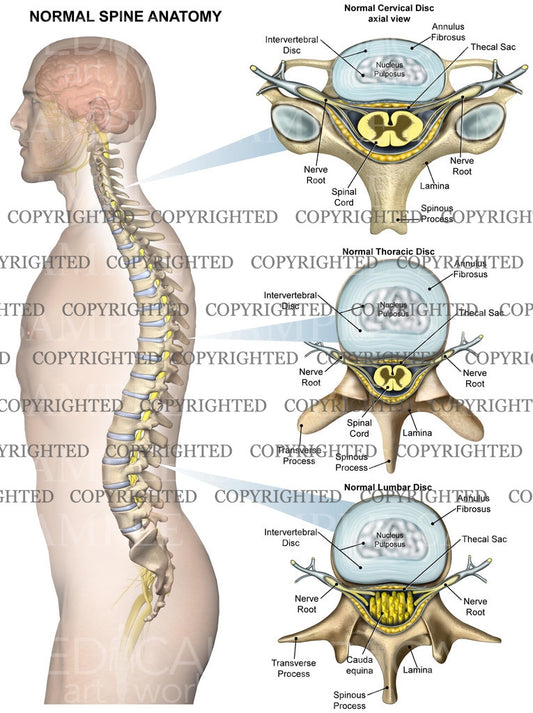 Lumbar Spine Normal Anatomy