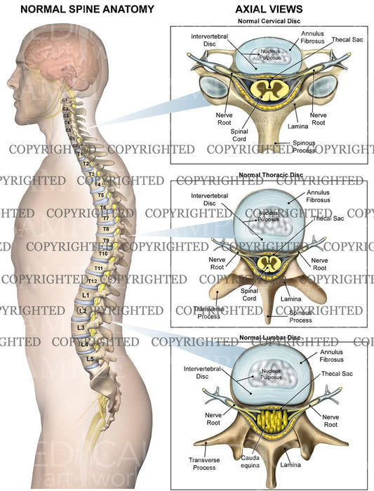 vertebrae anatomy