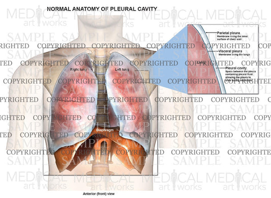 Internal normal anatomy of the chest – Medical Art Works