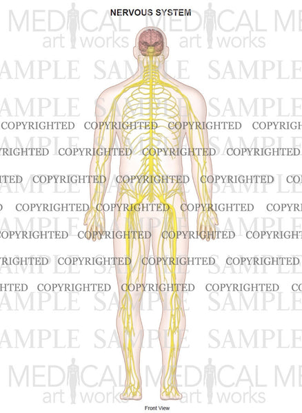 Nerve anatomy of full body — Medical Art Works