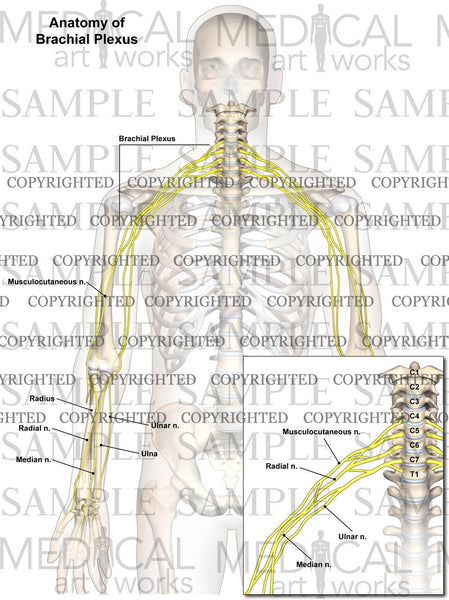 Nerve anatomy of brachial plexus — Medical Art Works