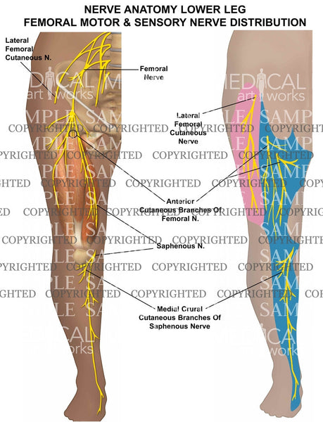 Nerve anatomy lower leg — Medical Art Works