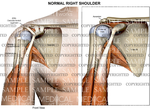 Normal Shoulder Anatomy anterior view — Medical Art Works