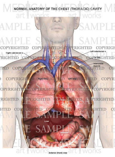 Normal Anatomy Of The Chest Thoracic Cavity And Organs Medical Art Works