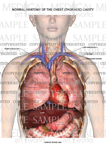 Normal female anatomy of the chest (thoracic) cavity and organs