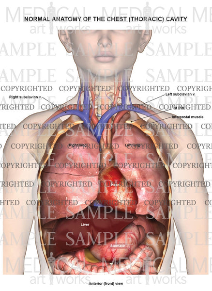 Normal Female Anatomy Of The Chest Thoracic Cavity And Lungs Medical Art Works