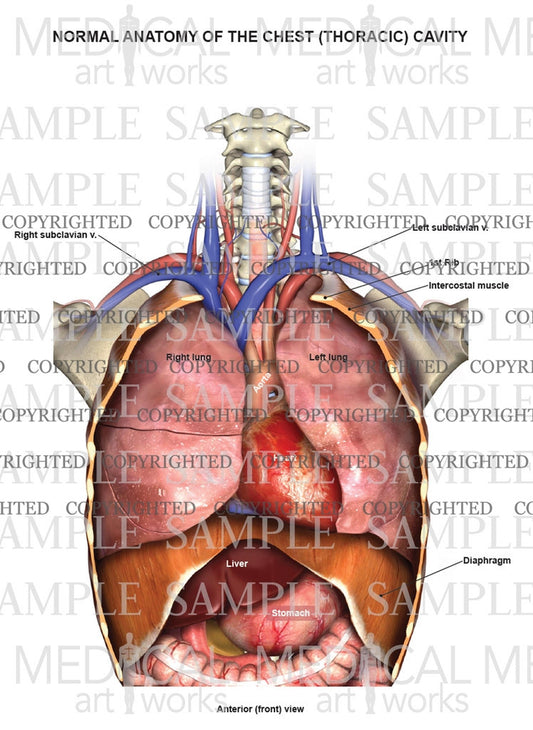 Normal female anatomy of the chest (thoracic) cavity